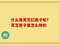 什么是灵芝们孢子蛇？灵芝孢子是怎么样的