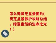 怎么养灵芝盆景图片(灵芝盆景养护攻略总结，绿意盎然的生命之光！)