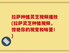 拉萨种植灵芝视频播放(拉萨灵芝种植视频，惊艳你的视觉和味蕾！)