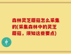 森林灵芝蘑菇怎么采集的(采集森林中的灵芝蘑菇，须知这些要点)