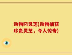 动物叼灵芝(动物捕获珍贵灵芝，令人惊奇)