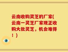 云南收购灵芝的厂家(云南一灵芝厂家现正收购大批灵芝，机会难得！)