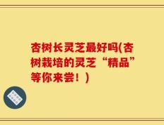 杏树长灵芝最好吗(杏树栽培的灵芝“精品”等你来尝！)