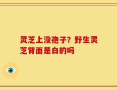 灵芝上没孢子？野生灵芝背面是白的吗