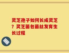 灵芝孢子如何长成灵芝？灵芝菌包菌丝发育生长过程