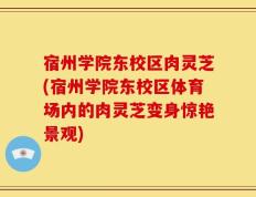 宿州学院东校区肉灵芝(宿州学院东校区体育场内的肉灵芝变身惊艳景观)