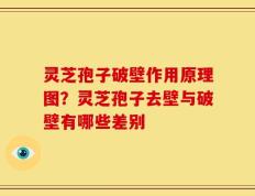 灵芝孢子破壁作用原理图？灵芝孢子去壁与破壁有哪些差别