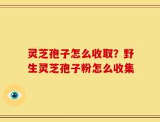 灵芝孢子怎么收取？野生灵芝孢子粉怎么收集