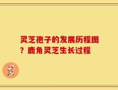 灵芝孢子的发展历程图？鹿角灵芝生长过程
