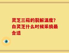 灵芝三萜的裂解温度？白灵芝什么时候采摘最合适