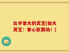 比手掌大的灵芝(极大灵芝：掌心巨震动！)