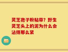 灵芝孢子粉粘带？野生灵芝头上的泥为什么会沾得那么紧