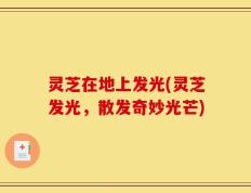 灵芝在地上发光(灵芝发光，散发奇妙光芒)