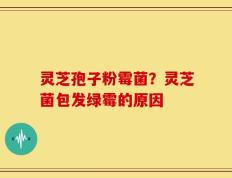 灵芝孢子粉霉菌？灵芝菌包发绿霉的原因