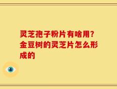 灵芝孢子粉片有啥用？金豆树的灵芝片怎么形成的