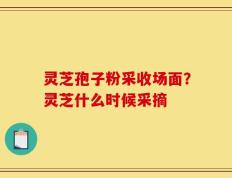 灵芝孢子粉采收场面？灵芝什么时候采摘