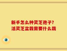 新手怎么种灵芝孢子？活灵芝盆栽需要什么栽