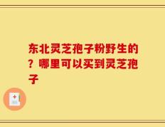 东北灵芝孢子粉野生的？哪里可以买到灵芝孢子