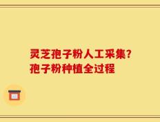 灵芝孢子粉人工采集？孢子粉种植全过程