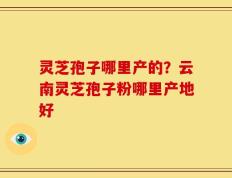 灵芝孢子哪里产的？云南灵芝孢子粉哪里产地好