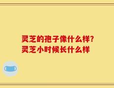 灵芝的孢子像什么样？灵芝小时候长什么样