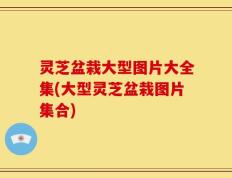 灵芝盆栽大型图片大全集(大型灵芝盆栽图片集合)