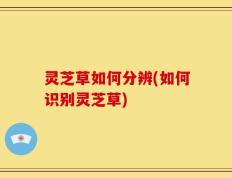 灵芝草如何分辨(如何识别灵芝草)