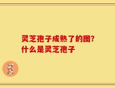 灵芝孢子成熟了的图？什么是灵芝孢子