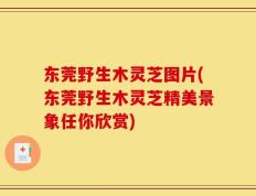 东莞野生木灵芝图片(东莞野生木灵芝精美景象任你欣赏)