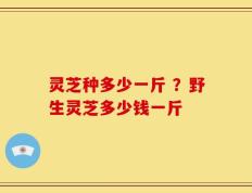 灵芝种多少一斤 ？野生灵芝多少钱一斤