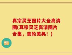 真宗灵芝图片大全高清图(真宗灵芝高清图片合集，美轮美奂！)