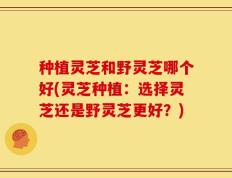 种植灵芝和野灵芝哪个好(灵芝种植：选择灵芝还是野灵芝更好？)
