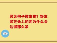 灵芝孢子微生物？野生灵芝头上的泥为什么会沾得那么紧