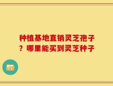 种植基地直销灵芝孢子？哪里能买到灵芝种子