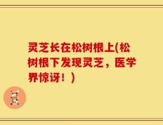 灵芝长在松树根上(松树根下发现灵芝，医学界惊讶！)
