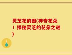 灵芝花的图(神奇花朵！探秘灵芝的花朵之谜)