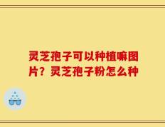 灵芝孢子可以种植嘛图片？灵芝孢子粉怎么种