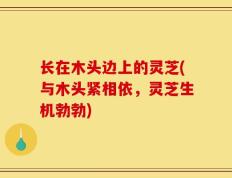 长在木头边上的灵芝(与木头紧相依，灵芝生机勃勃)