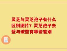 灵芝与灵芝孢子有什么区别图片？灵芝孢子去壁与破壁有哪些差别