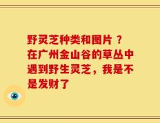 野灵芝种类和图片 ？在广州金山谷的草丛中遇到野生灵芝，我是不是发财了