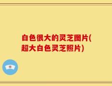 白色很大的灵芝图片(超大白色灵芝照片)