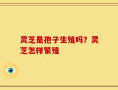 灵芝是孢子生殖吗？灵芝怎样繁殖