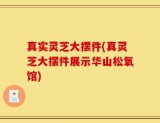 真实灵芝大摆件(真灵芝大摆件展示华山松氧馆)