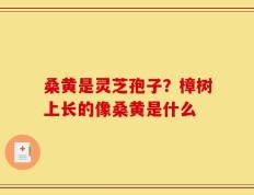 桑黄是灵芝孢子？樟树上长的像桑黄是什么