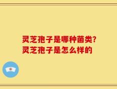 灵芝孢子是哪种菌类？灵芝孢子是怎么样的