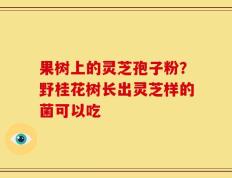 果树上的灵芝孢子粉？野桂花树长出灵芝样的菌可以吃