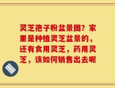 灵芝孢子粉盆景图？家里是种植灵芝盆景的，还有食用灵芝，药用灵芝，该如何销售出去呢