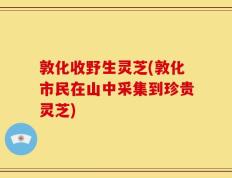 敦化收野生灵芝(敦化市民在山中采集到珍贵灵芝)