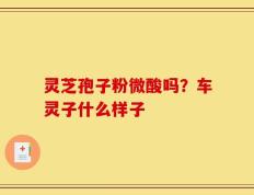 灵芝孢子粉微酸吗？车灵子什么样子