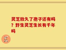 灵芝放久了孢子还有吗？野生灵芝生长有千年吗